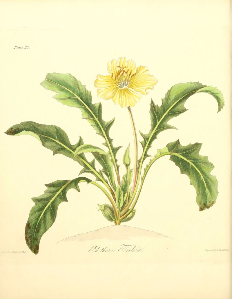 Stemless Evening Primrose photo 4
