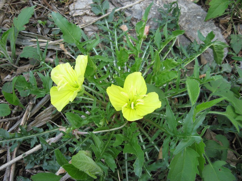 Stemless Evening Primrose