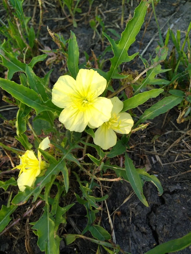 Stemless Evening Primrose photo 3