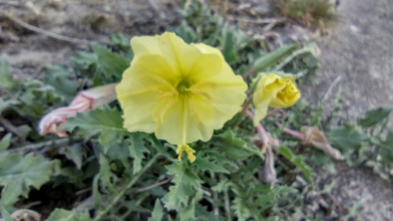 Stemless Evening Primrose photo 4
