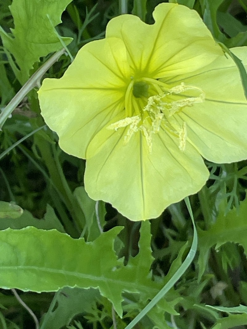 Stemless Evening Primrose photo 5