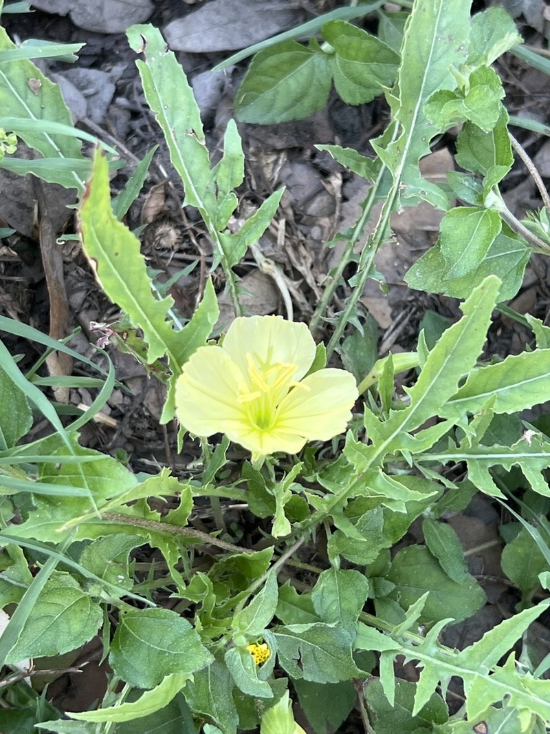 Stemless Evening Primrose photo 6