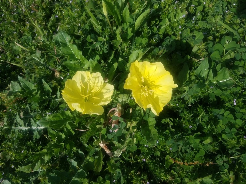 Stemless Evening Primrose photo 7