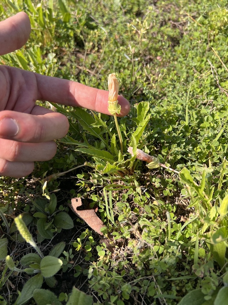 Stemless Evening Primrose photo 8
