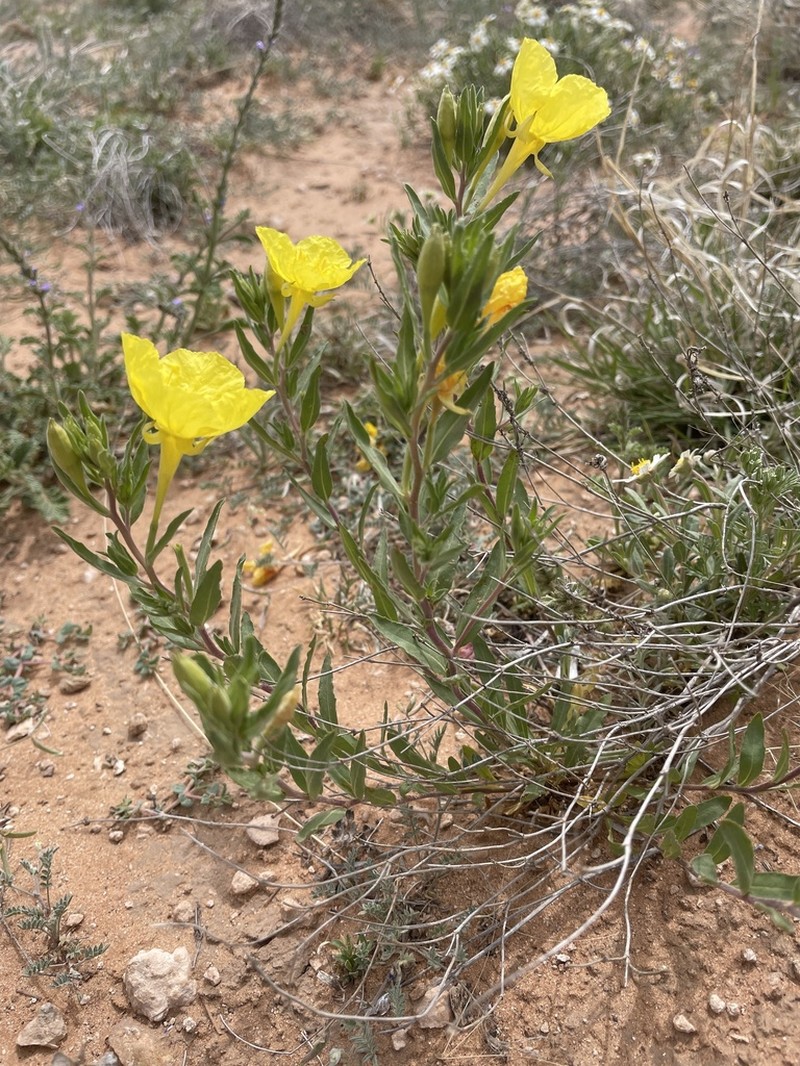 Texas Sundrops