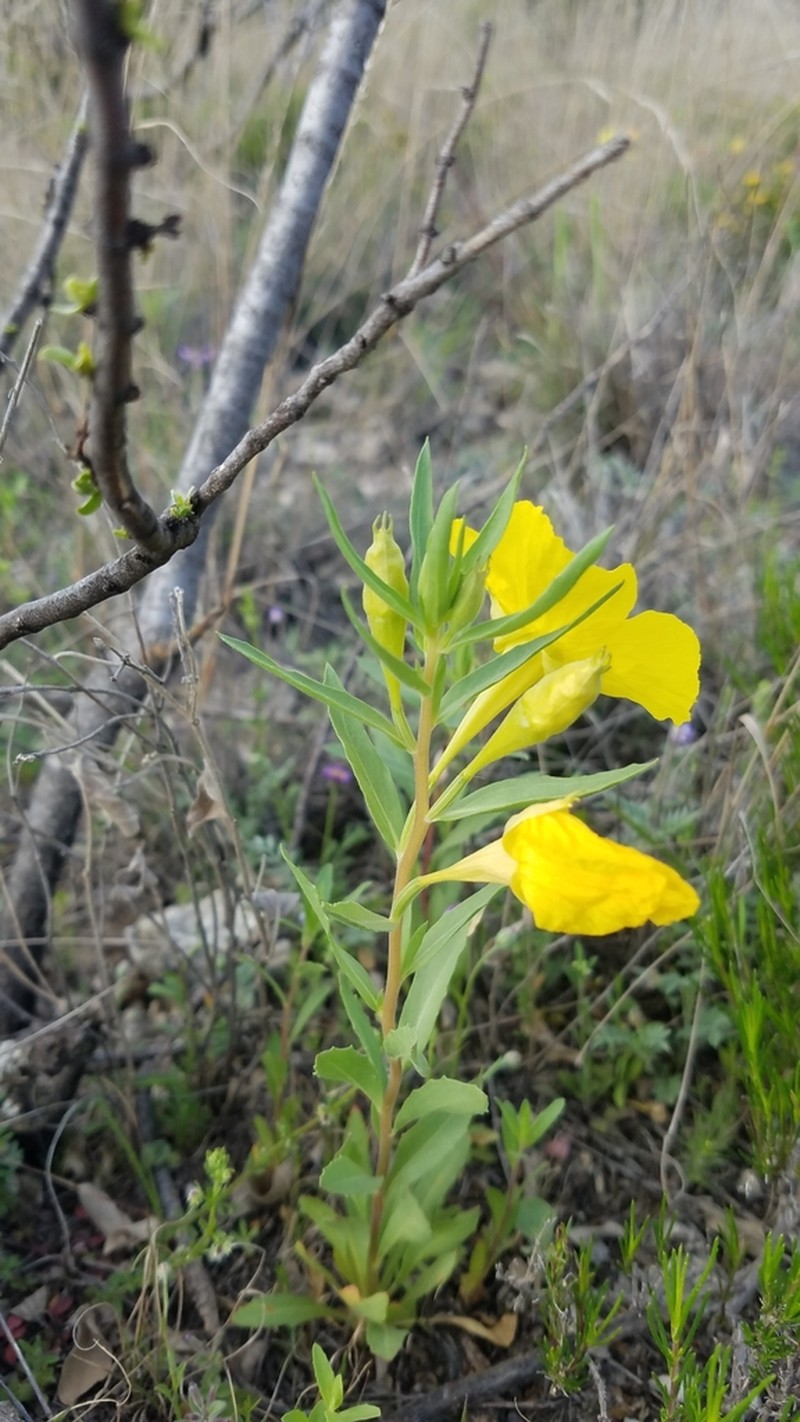 Texas Sundrops photo 2