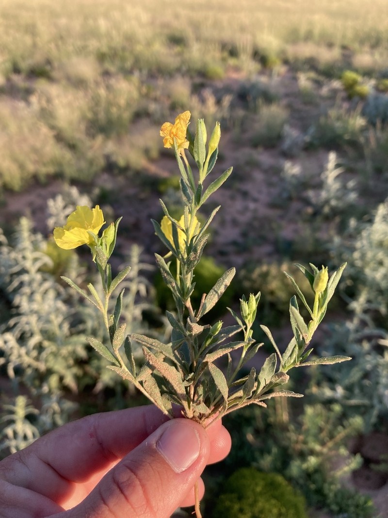 Texas Sundrops photo 3
