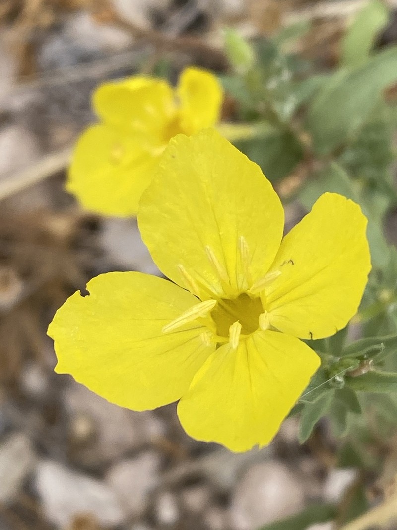 Texas Sundrops photo 4