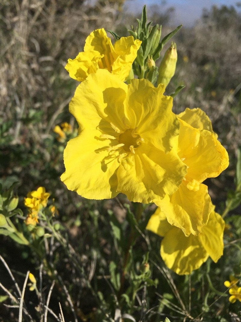 Texas Sundrops photo 5