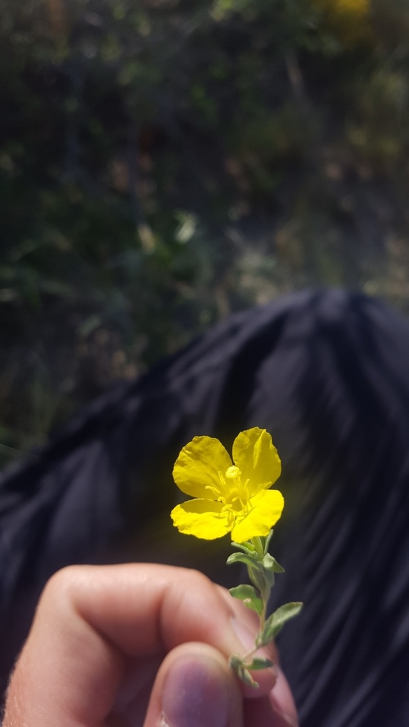 Texas Sundrops photo 6