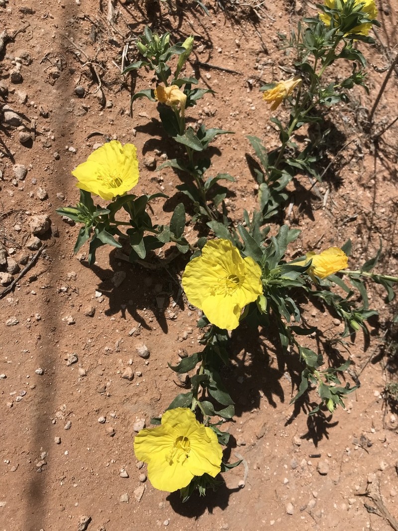 Texas Sundrops photo 7