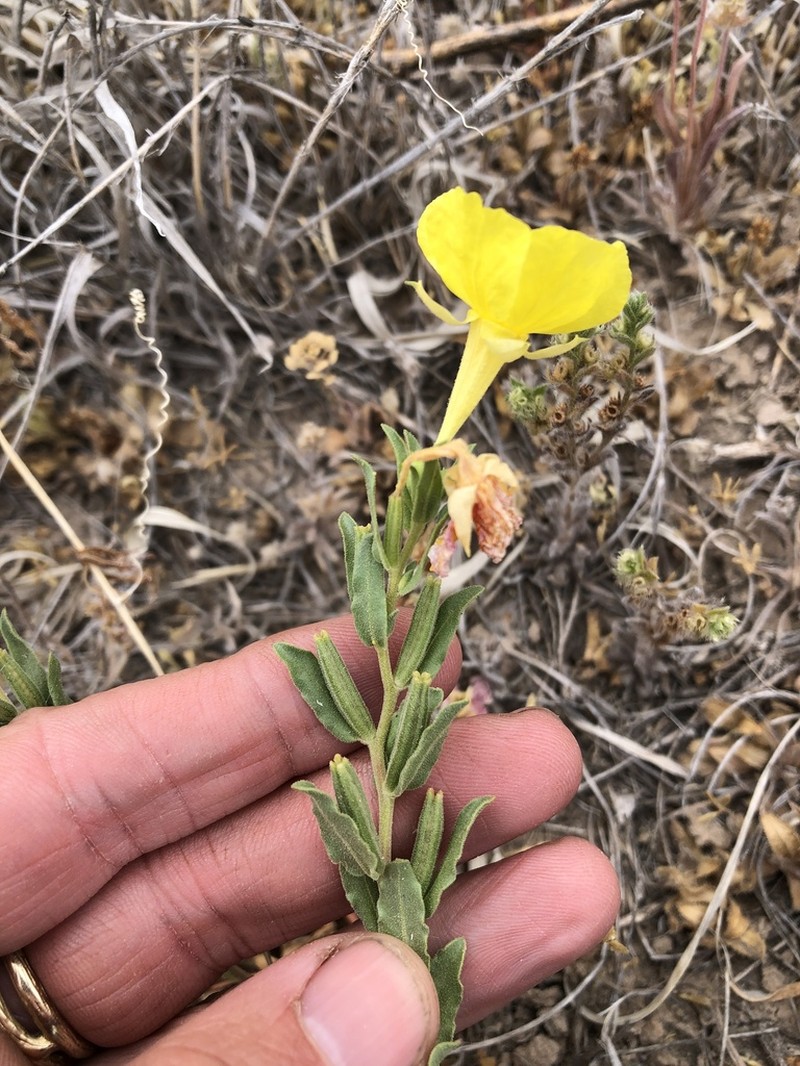 Texas Sundrops photo 8