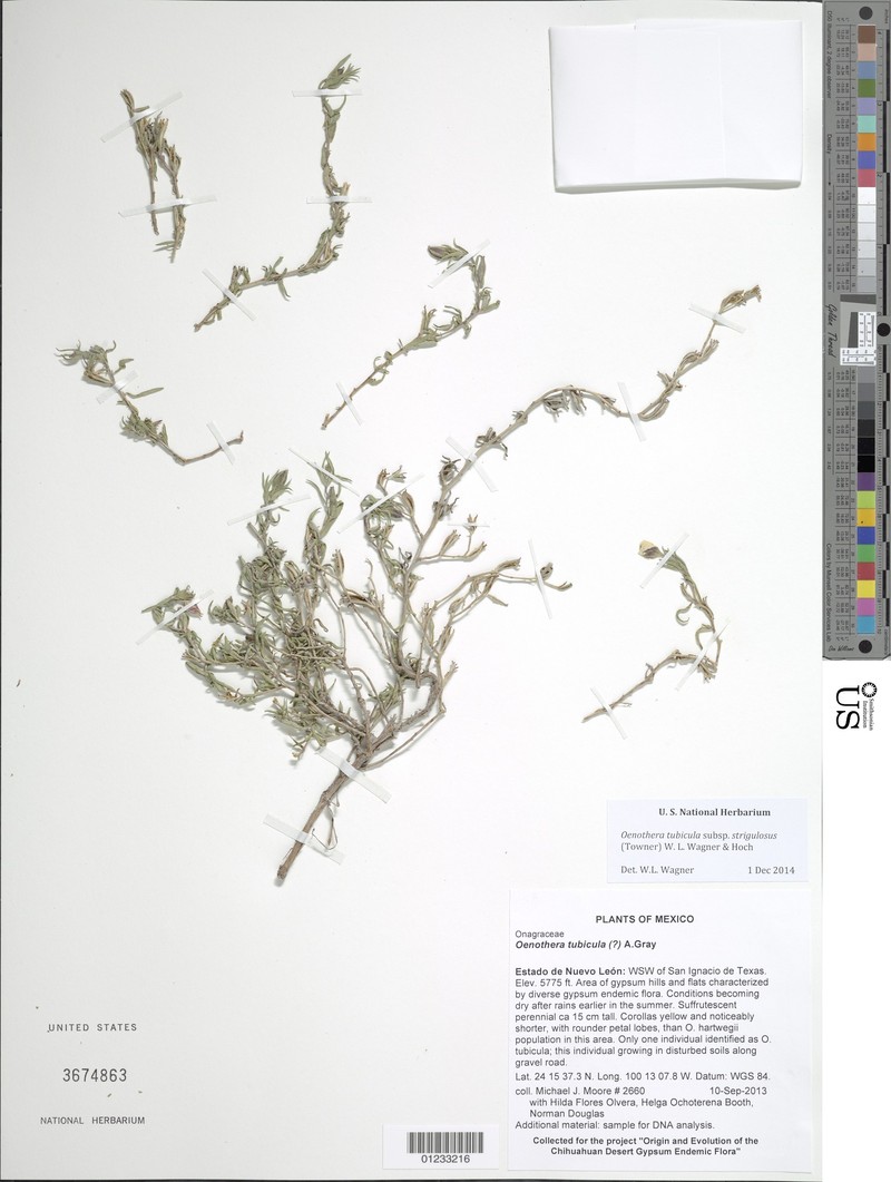 Oenothera tubicula subsp. strigulosa