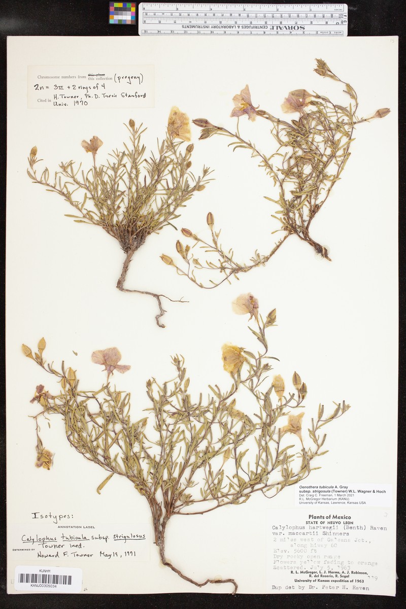 Oenothera tubicula subsp. strigulosa photo 2