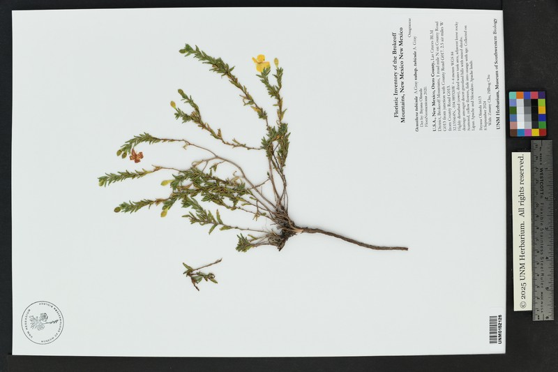 Oenothera tubicula subsp. tubicula