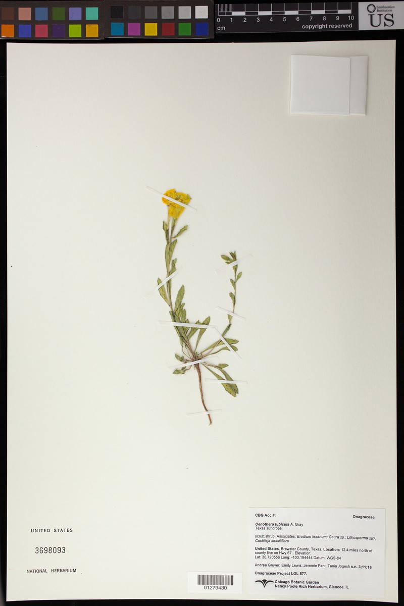 Oenothera tubicula subsp. tubicula photo 2