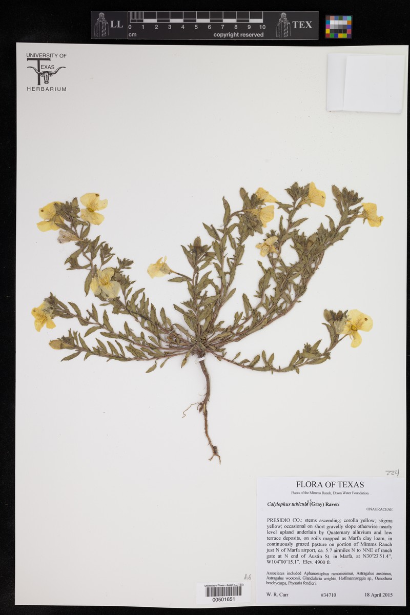 Oenothera tubicula subsp. tubicula photo 3