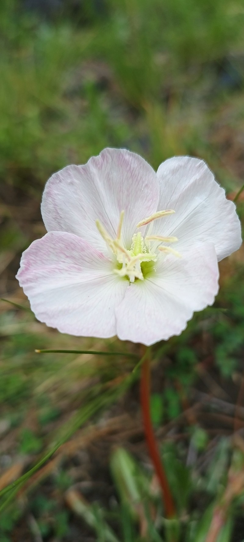 Oenothera tubifera