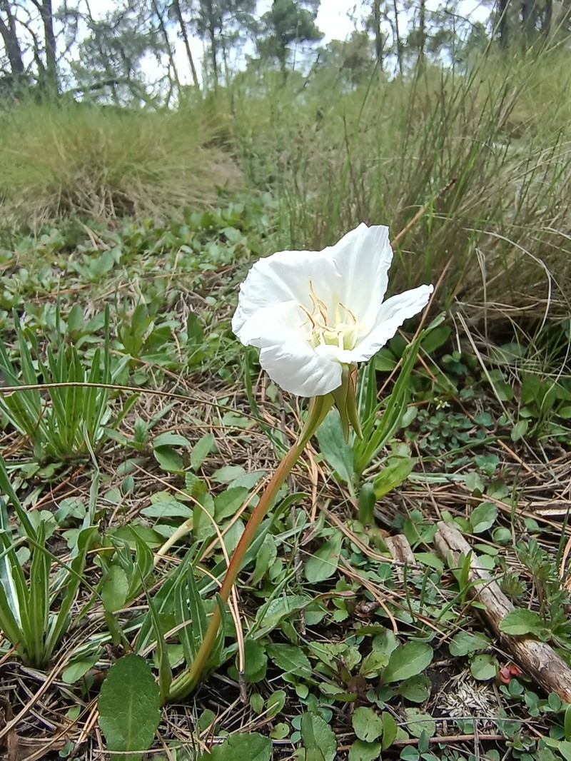 Oenothera tubifera photo 2