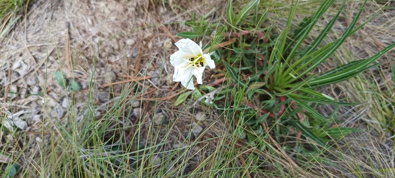 Oenothera tubifera photo 3