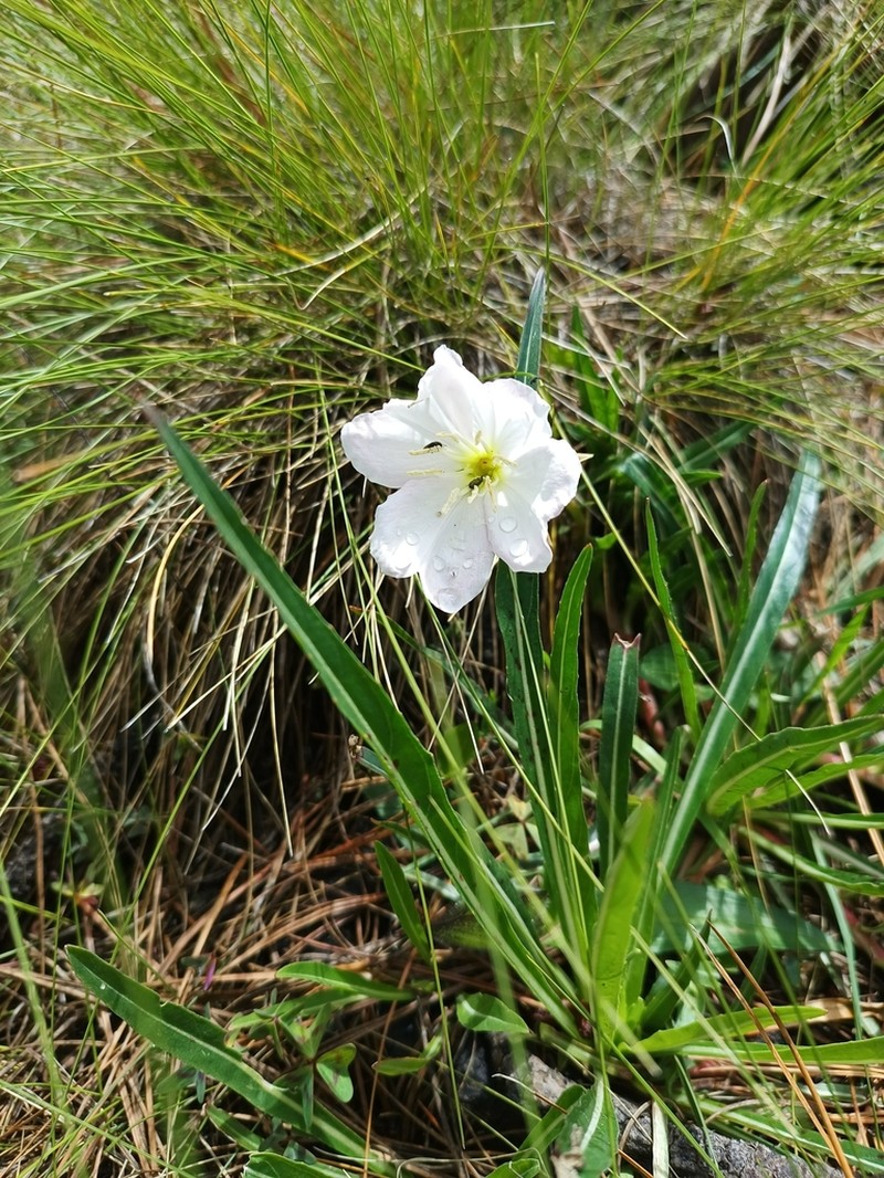 Oenothera tubifera photo 4