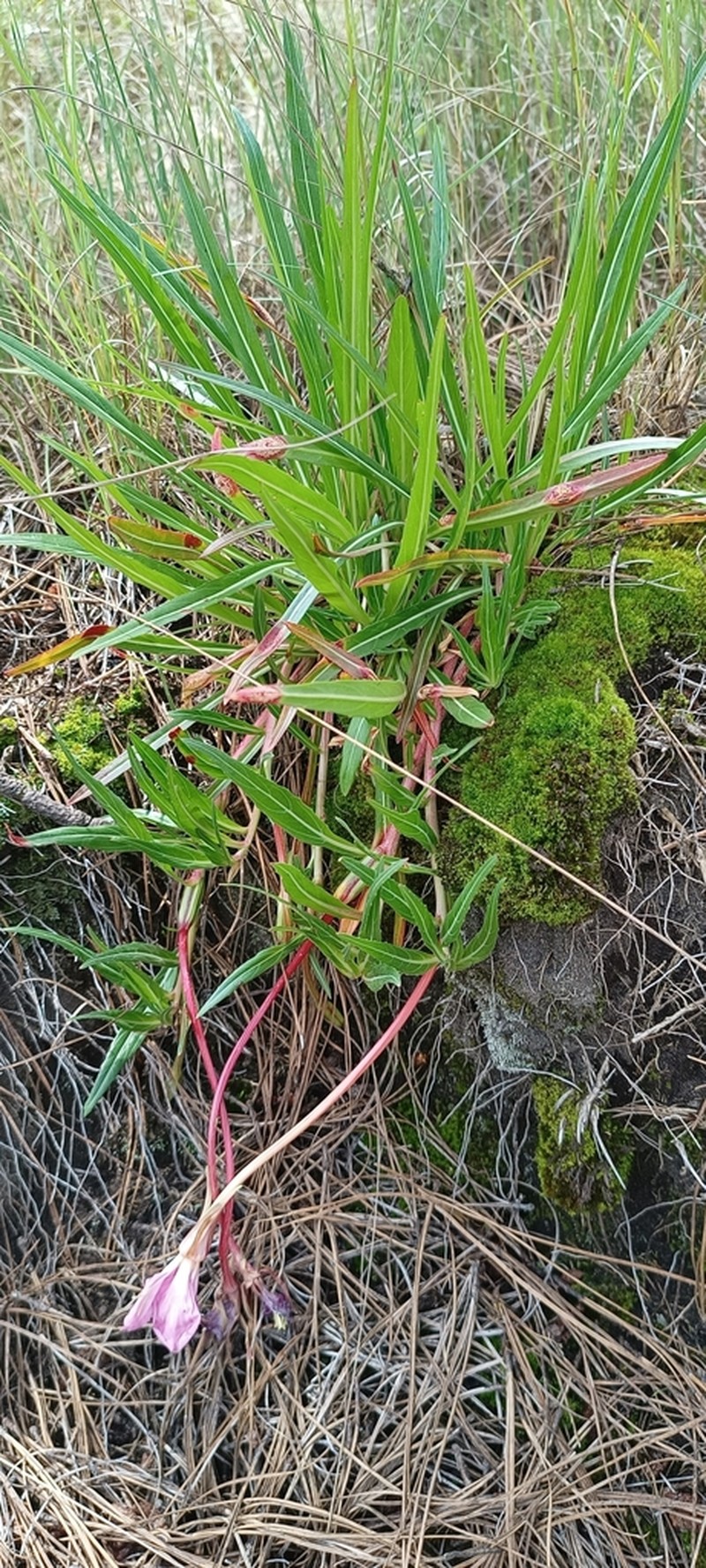 Oenothera tubifera photo 5