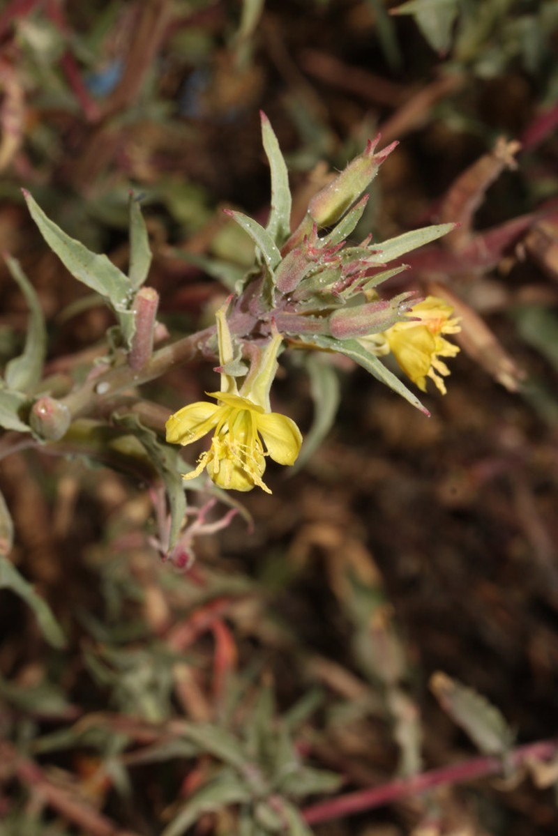 Oenothera verrucosa