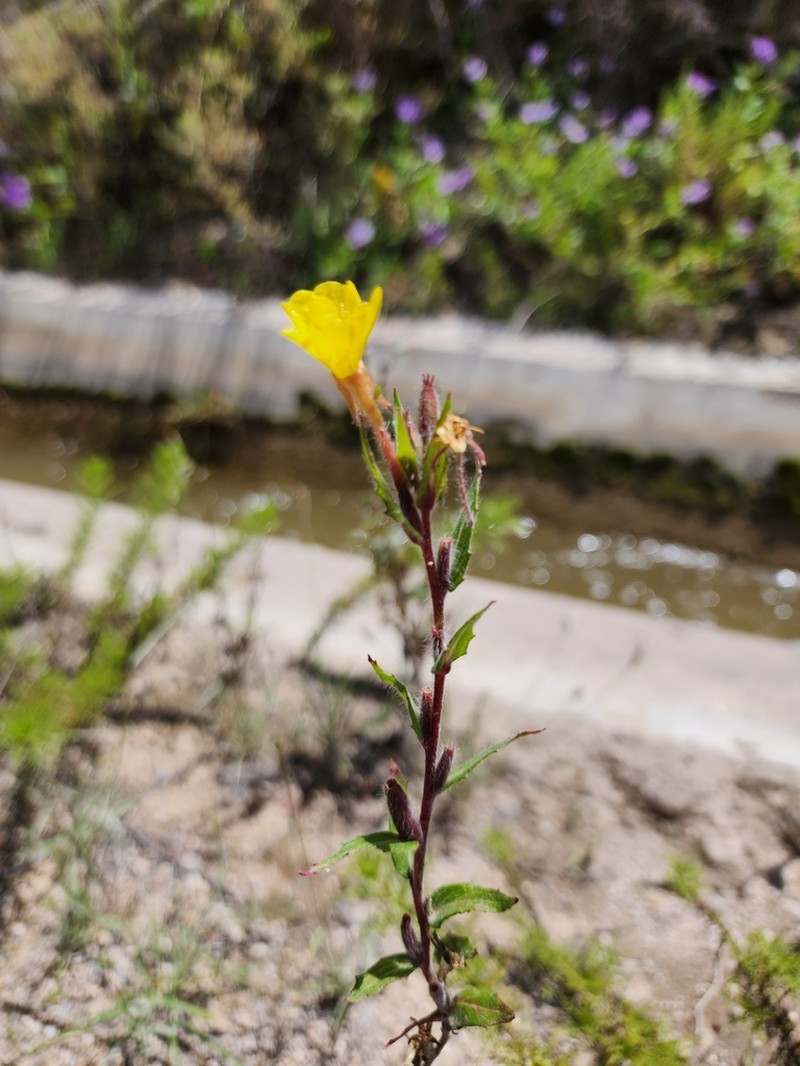 Oenothera verrucosa photo 2