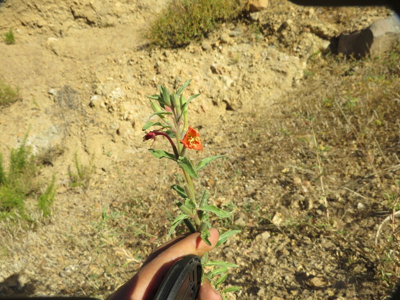 Oenothera verrucosa photo 3