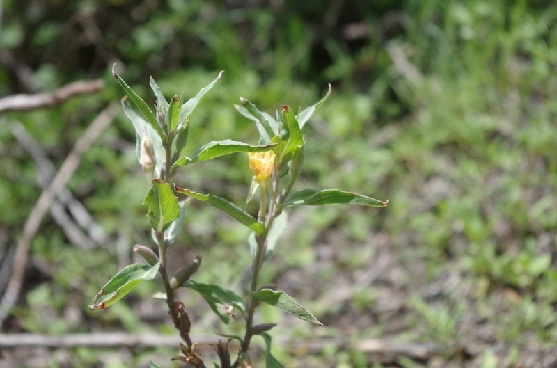 Oenothera verrucosa photo 4