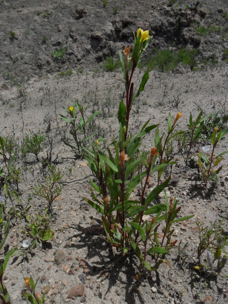 Oenothera verrucosa photo 5