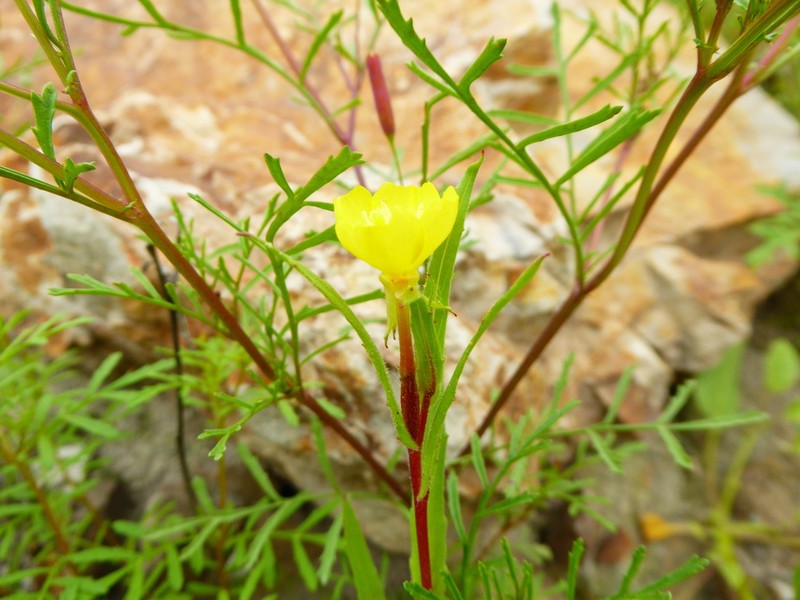 Oenothera verrucosa photo 6