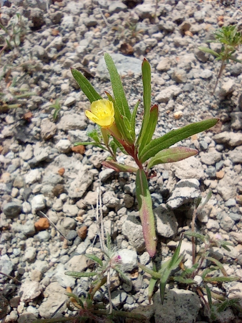 Oenothera verrucosa photo 7