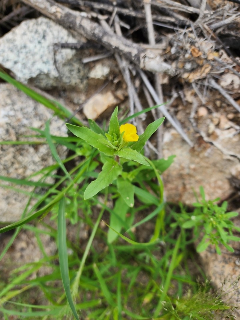 Oenothera verrucosa photo 8