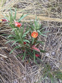 Oenothera versicolor