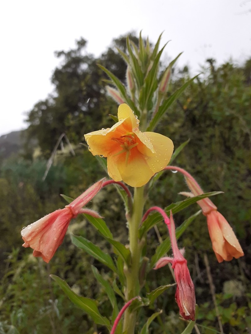 Oenothera versicolor photo 2