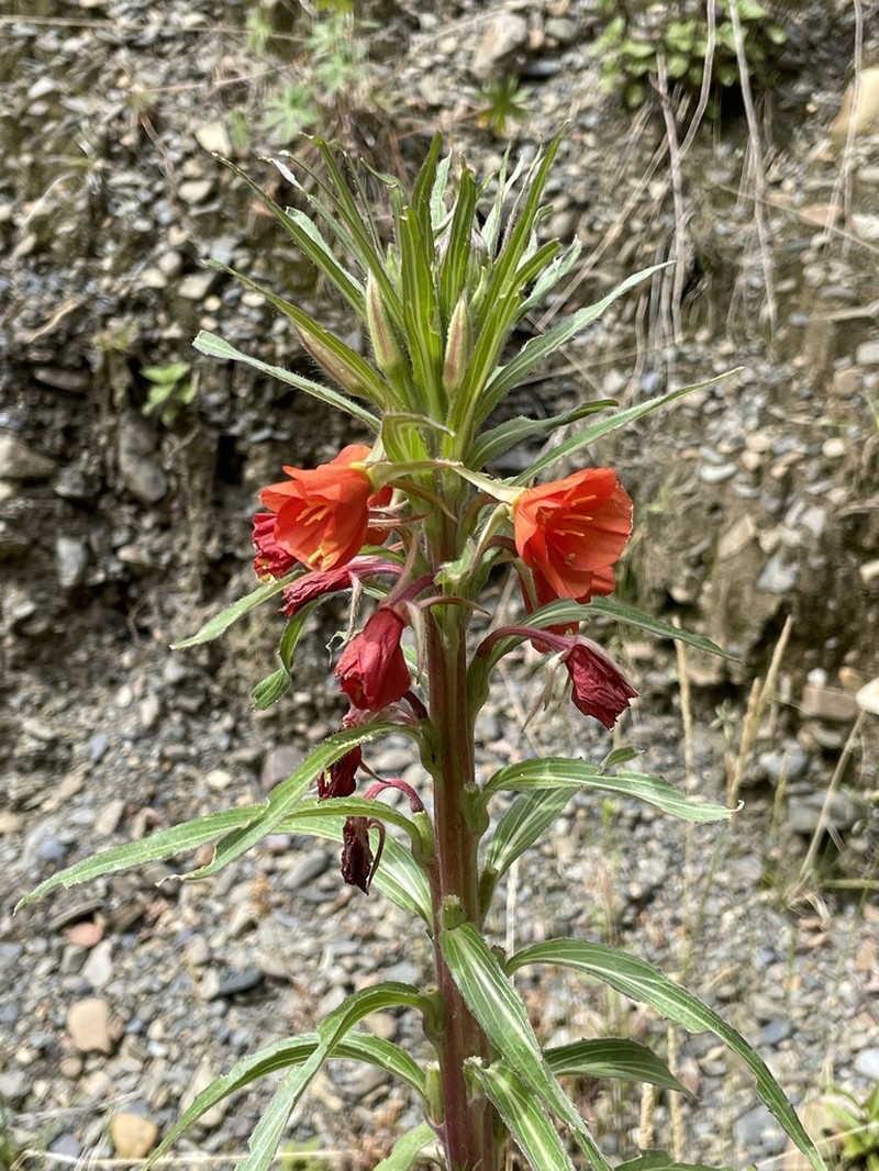 Oenothera versicolor photo 3