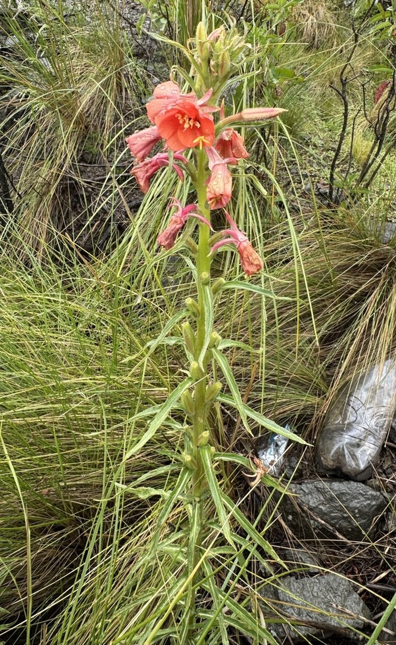 Oenothera versicolor photo 4