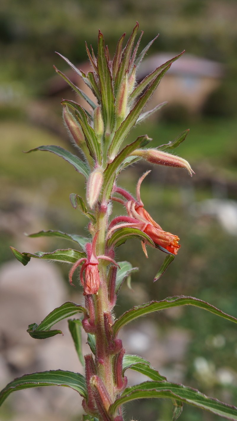 Oenothera versicolor photo 5