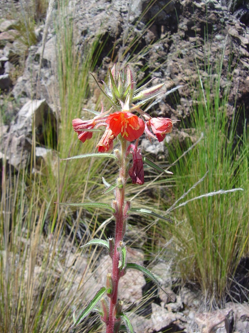 Oenothera versicolor photo 6
