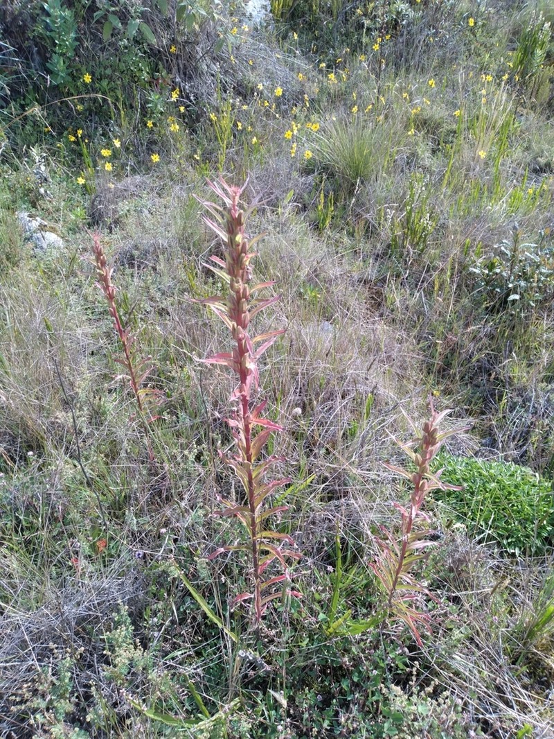 Oenothera versicolor photo 7