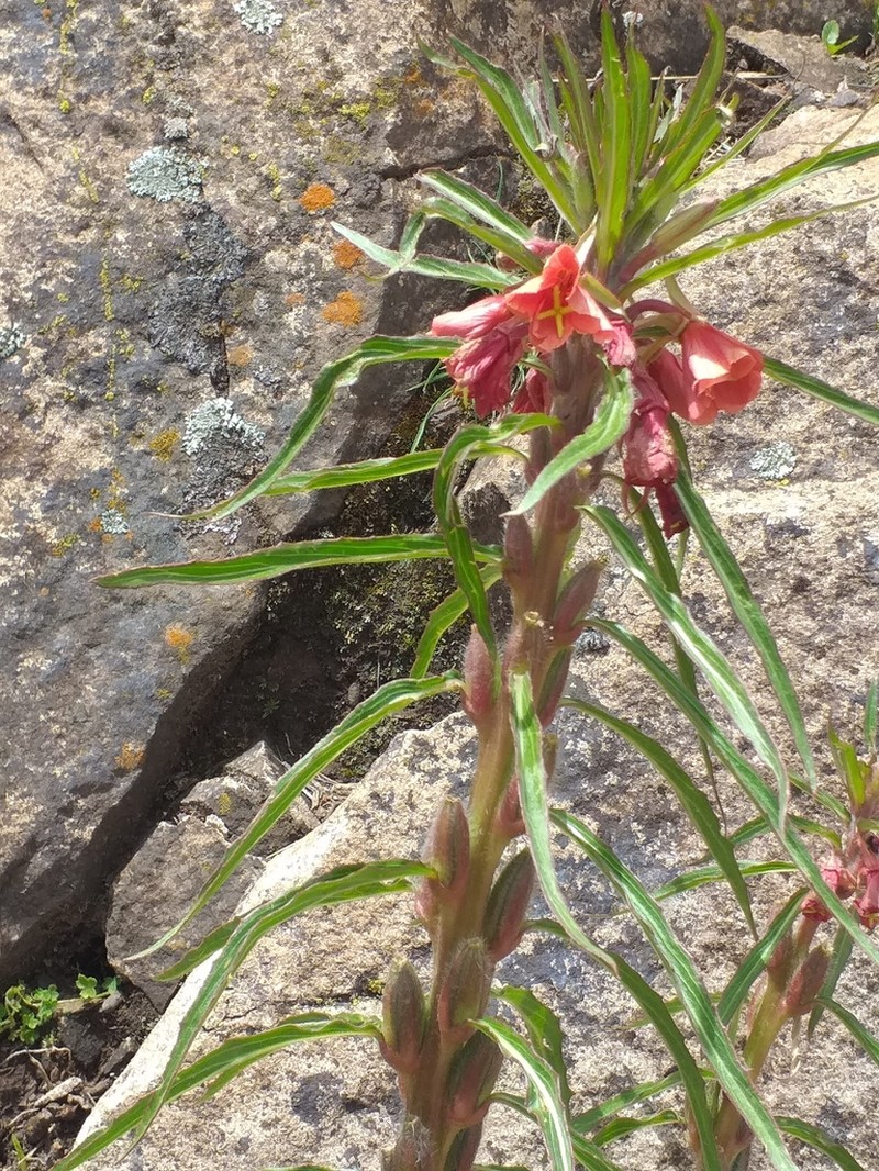 Oenothera versicolor photo 8