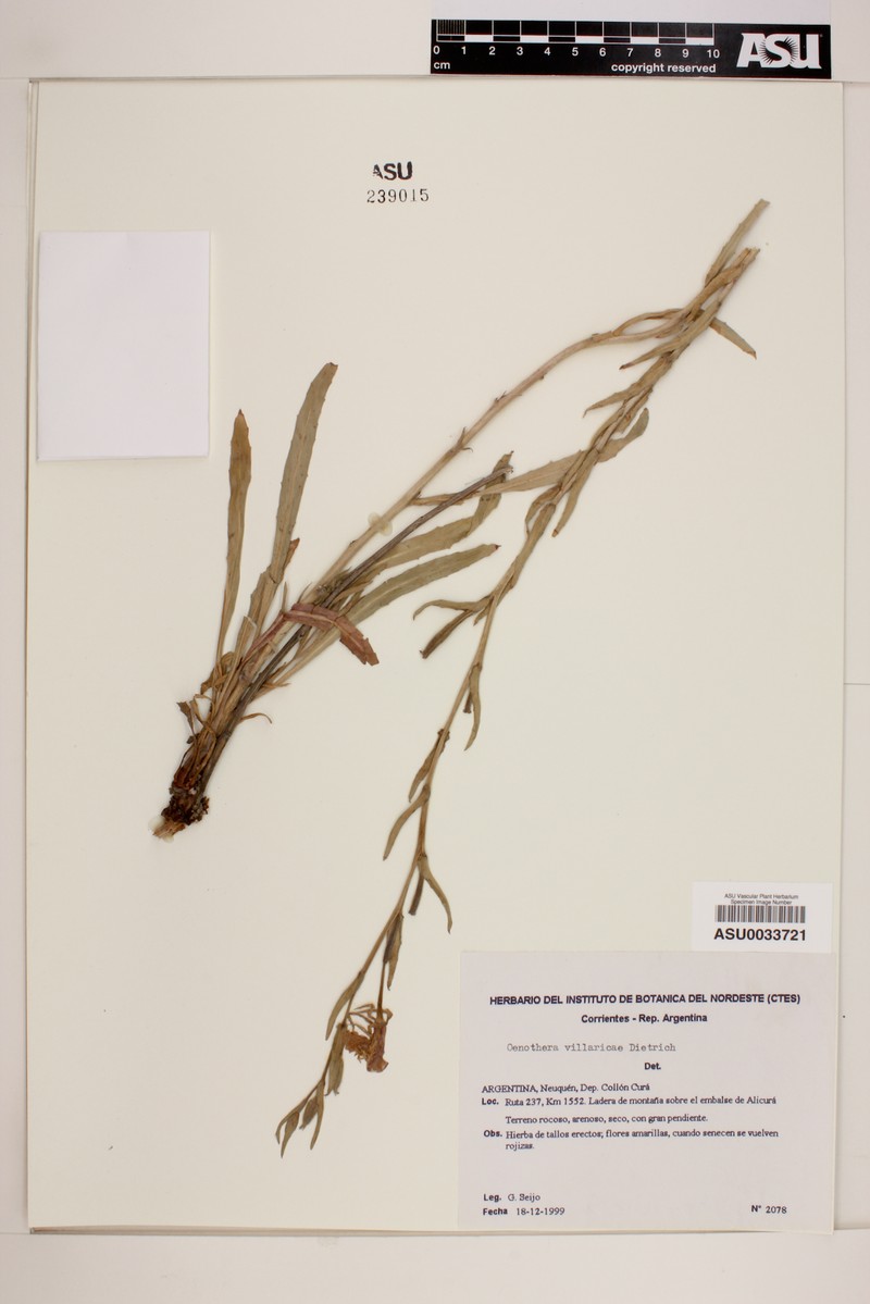 Oenothera villaricae