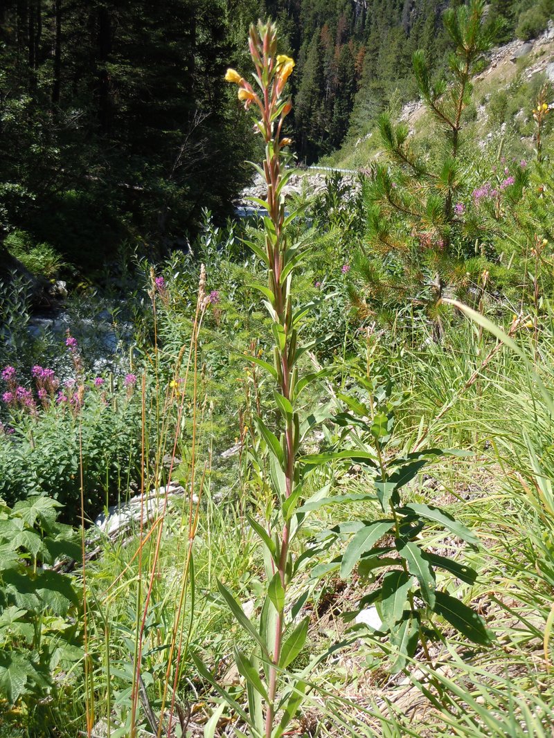 Hairy Evening Primrose photo 2