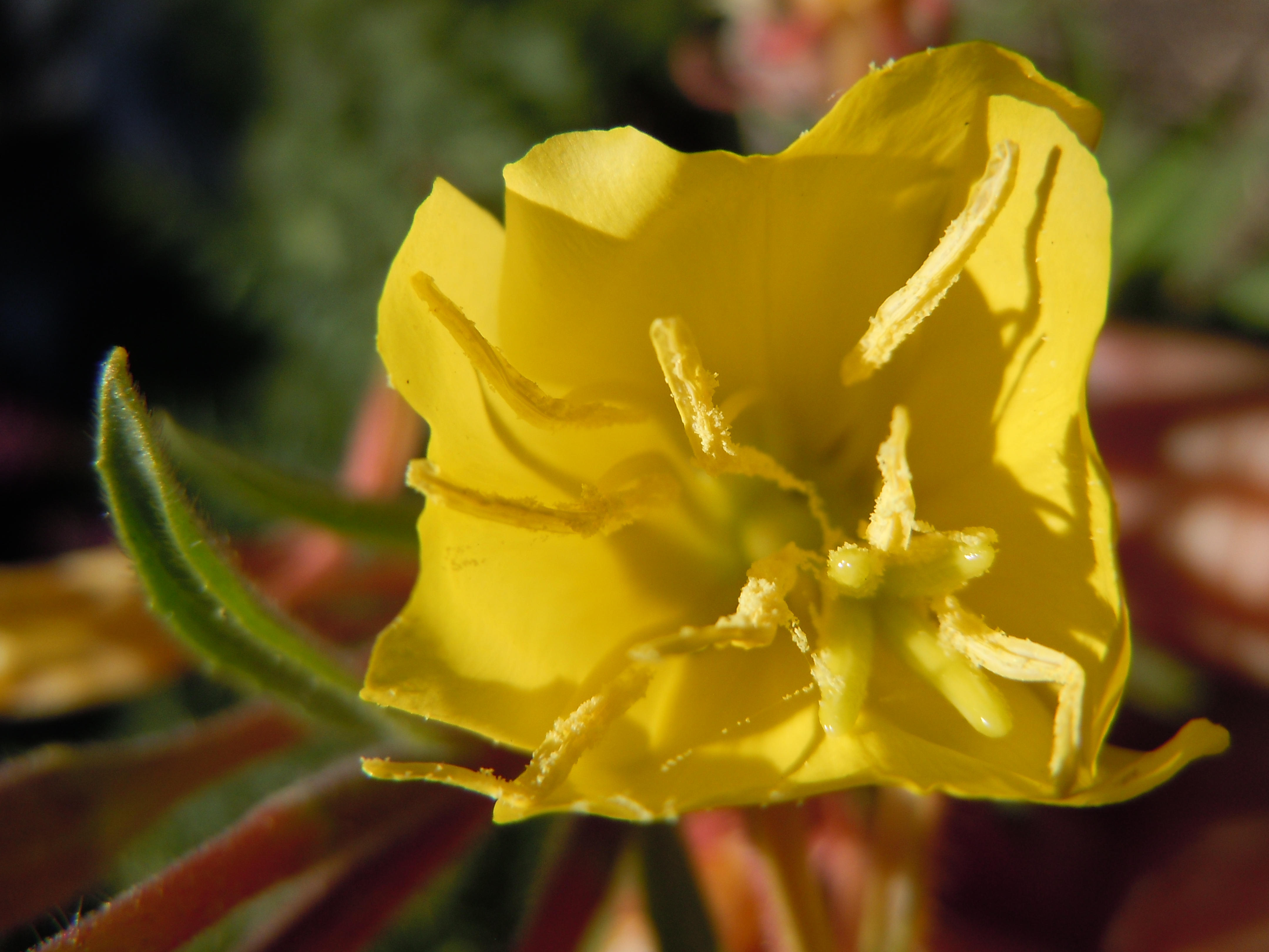 Hairy Evening Primrose