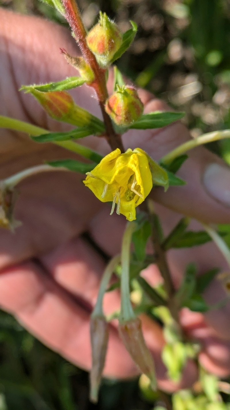 Hairy Evening Primrose photo 4