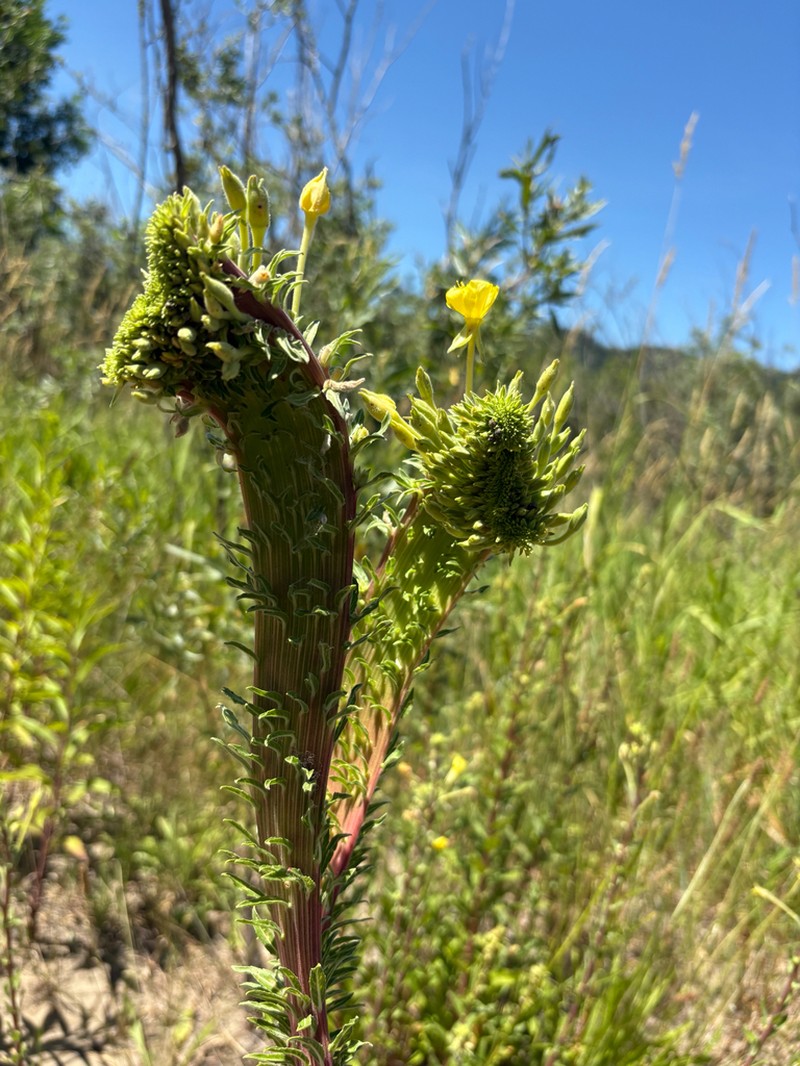 Hairy Evening Primrose photo 5