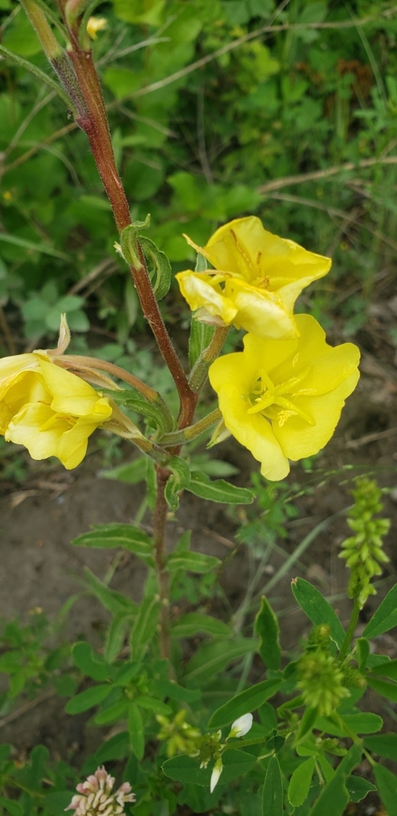 Hairy Evening Primrose photo 6