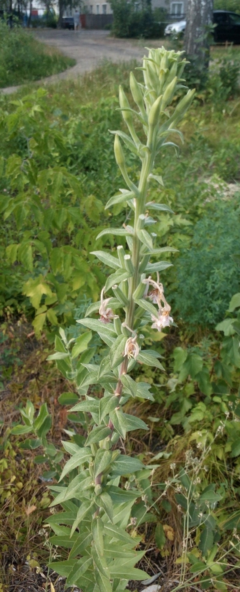 Hairy Evening Primrose photo 7