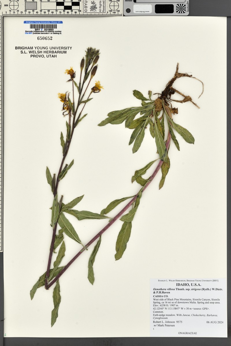 Oenothera villosa subsp. strigosa